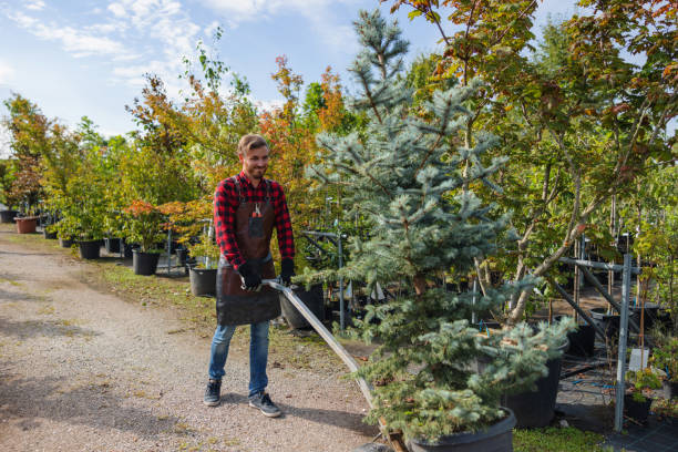 Reliable Salem, UT Tree Service Solutions